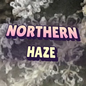 Northern Haze Cannabis Strain