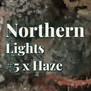 Northern Lights #5 x Haze Cannabis Strain