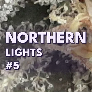 Northern Lights #5 Cannabis Strain