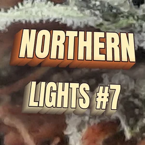 Northern Lights #7 Cannabis Strain