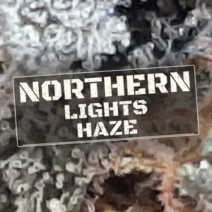 Northern Lights Haze Cannabis Strain