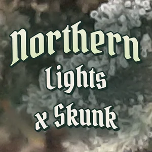 Northern Lights x Skunk Cannabis Strain