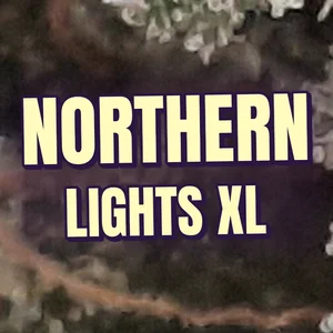 Northern Lights XL Cannabis Strain