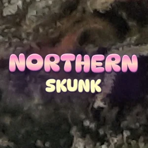 Northern Skunk Cannabis Strain