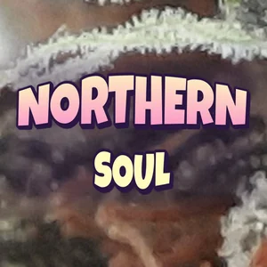 Northern Soul Cannabis Strain