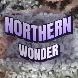 Northern Wonder Cannabis Strain