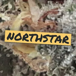Northstar Cannabis Strain