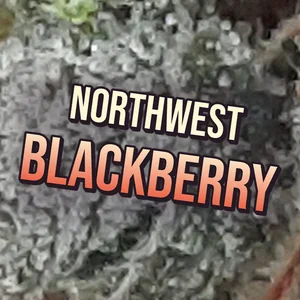 Northwest Blackberry Cannabis Strain