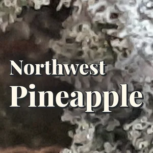 Northwest Pineapple Cannabis Strain