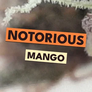 Notorious MANGO Cannabis Strain