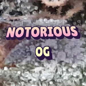 Notorious OG Cannabis Strain