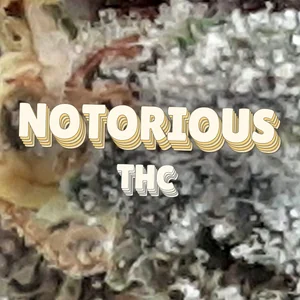 Notorious THC Cannabis Strain
