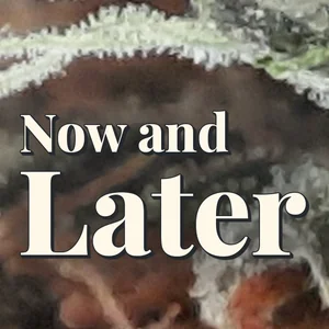 Now and Later Cannabis Strain