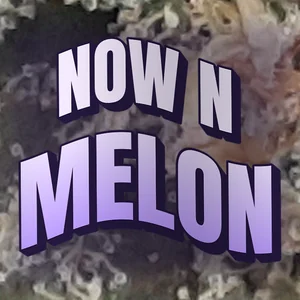 Now N Melon Cannabis Strain