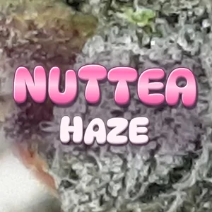 Nuttea Haze Cannabis Strain