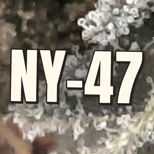 NY-47 Cannabis Strain