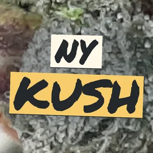 NY Kush Cannabis Strain