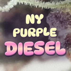 NY Purple Diesel Cannabis Strain