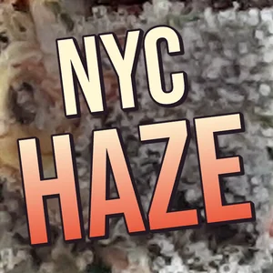 NYC Haze Cannabis Strain