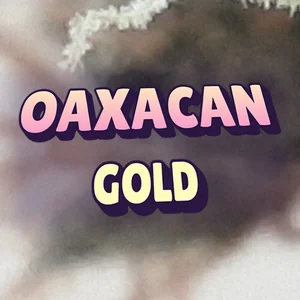 Oaxacan Gold Cannabis Strain