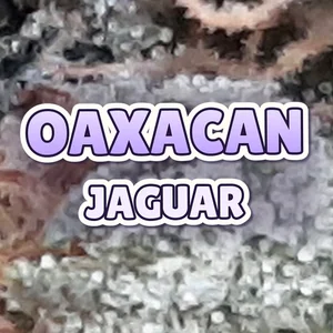 Oaxacan Jaguar Cannabis Strain