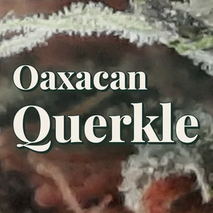 Oaxacan Querkle Cannabis Strain