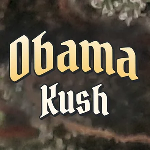 Obama Kush Cannabis Strain
