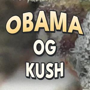Obama OG Kush Cannabis Strain