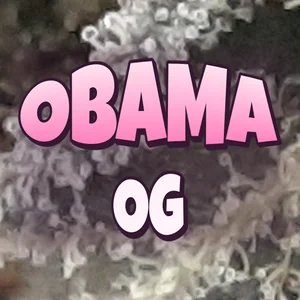 Obama OG Cannabis Strain