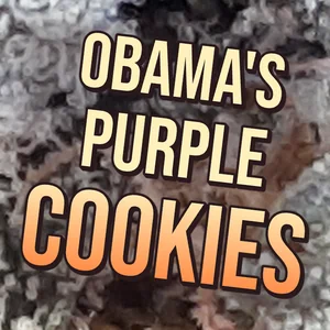 Obama's Purple Cookies Cannabis Strain