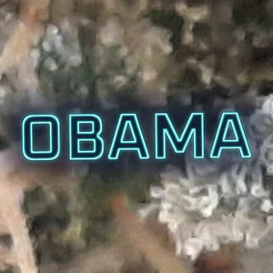 Obama Cannabis Strain