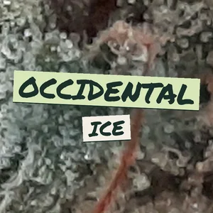Occidental Ice Cannabis Strain