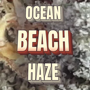 Ocean Beach Haze Cannabis Strain