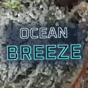 Ocean Breeze Cannabis Strain