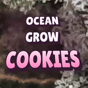 Ocean Grow Cookies Cannabis Strain