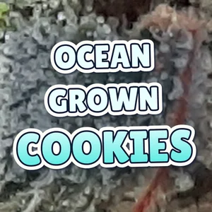 Ocean Grown Cookies Cannabis Strain