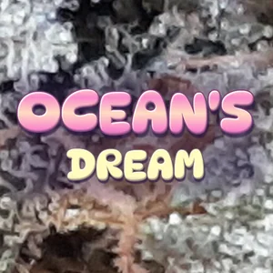 Ocean's Dream Cannabis Strain
