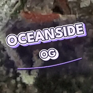 Oceanside OG Cannabis Strain
