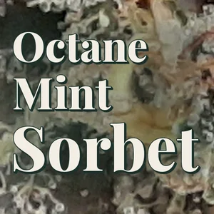 Octane Mint Sorbet Cannabis Strain