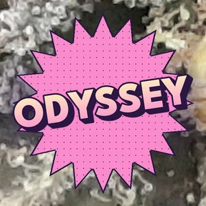 Odyssey Cannabis Strain