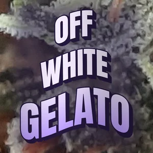Off White Gelato Cannabis Strain