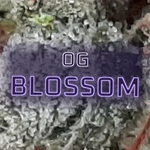 OG Blossom Cannabis Strain