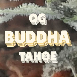 OG Buddha Tahoe Cannabis Strain