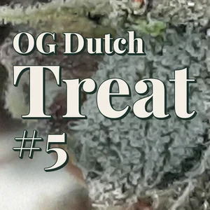 OG Dutch Treat #5 Cannabis Strain