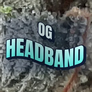 OG Headband Cannabis Strain