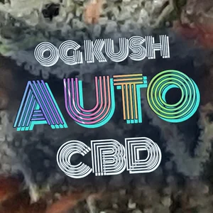 OG Kush Auto CBD Cannabis Strain