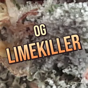 OG Limekiller Cannabis Strain