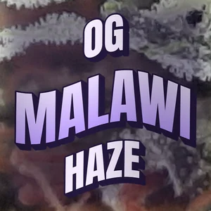 OG Malawi Haze Cannabis Strain