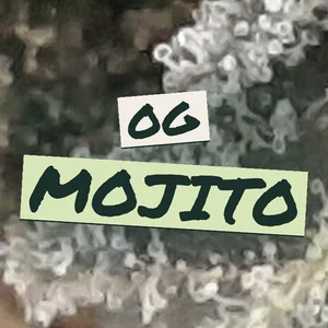 OG Mojito Cannabis Strain
