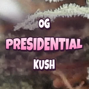 OG Presidential Kush Cannabis Strain